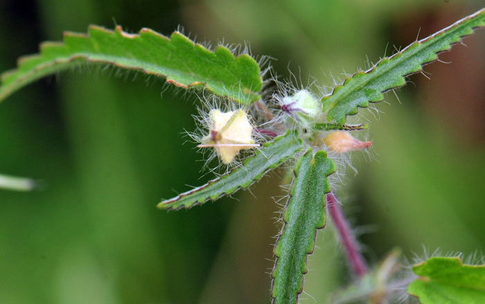 Sida abutifolia, Spreading Fanpetals